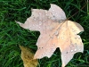 Leaf with raindrops