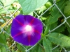 Purple Morning Glory