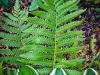 Fern and Hosta Still Life