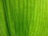 leaf close-up