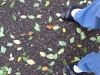 Leaves and Feet