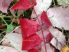 Red Leaves