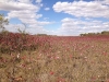 Autumn Prairie Scene