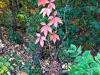 Red leaves