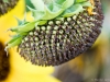 Sunflower Head