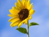 Happy Sunflower