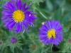 Purple Asters