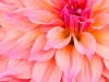 Pink-peach dahlia