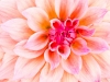 pink-peach dahlia