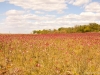 Colorful Prairie