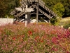 Flowers at MN Landscape Arboretum