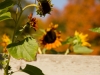 Sunflowers in fall