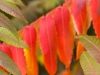 Luminous Sumac Leaves