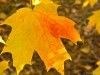 Orange Maple Leaf