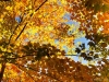 Maple Tree Leaves and Sky