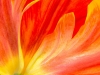 Orange Parrot Tulip