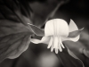 Bowing Trillium Flower