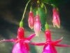 Fuschia Flowers