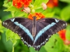 Butterfly 2