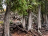 Tall White Cedar Trees