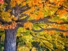 Maple Tree Splendor