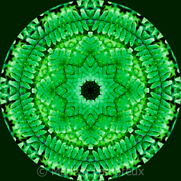 Maidenhair Fern Mandala