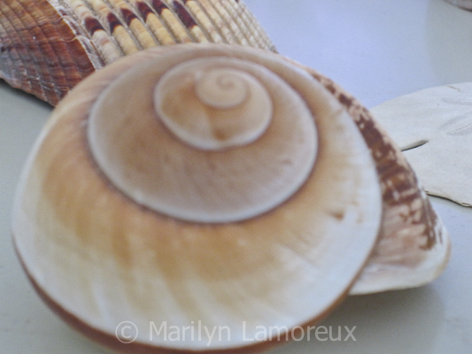 Spiral Shell