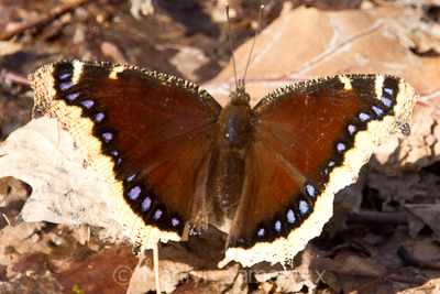 Mourning Cloak Butterfly