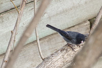 Junco