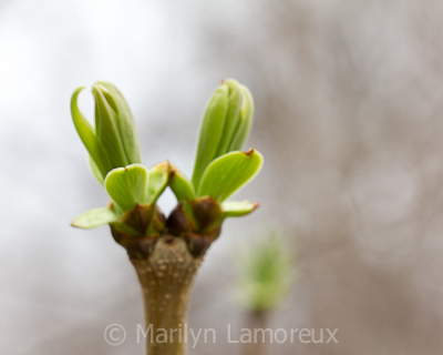 Lilac leaves