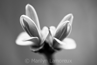 Black and white lilac leaves