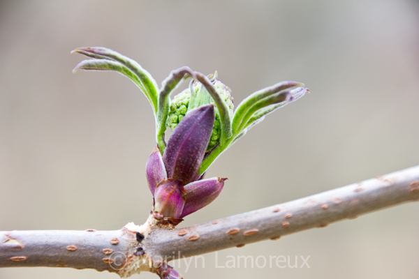 New leaves burst out in spring