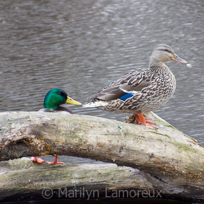 Mallard Ducks