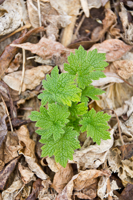 New green leaves