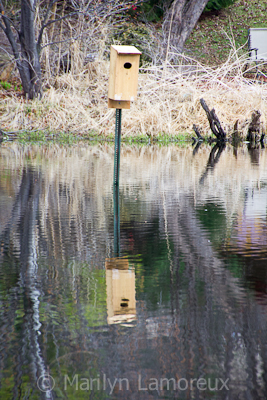 Wood Duck House