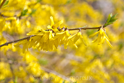 Forsythia Blossoms