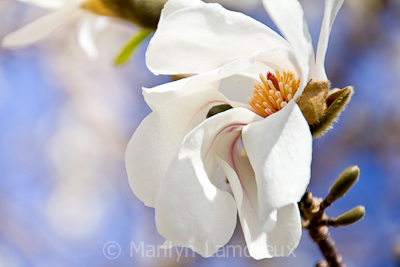 Magnolia Flower and Blue Sky