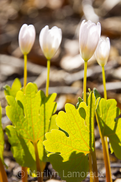 Bloodroot flower