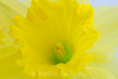 Daffodil Center