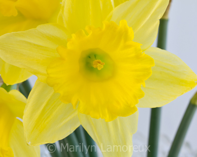 Daffodil