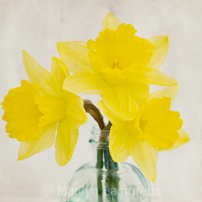 Daffodil Trio