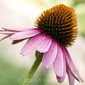 Purple Coneflower