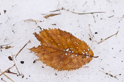 Leaf on snow