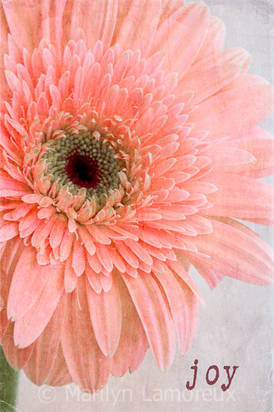 Pink Gerbera Daisy