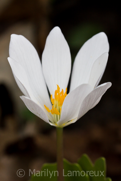 Bloodroot wildflower