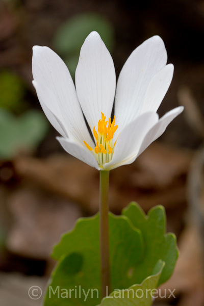 Bloodroot Flower