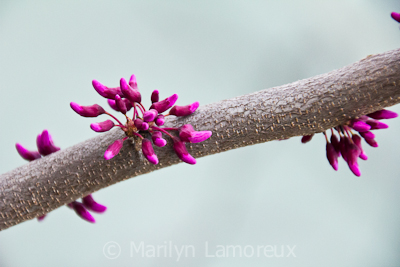 Redbud tree