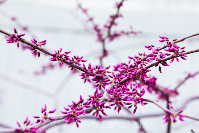 Redbud tree