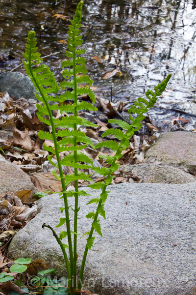 Ferns at Minnesota Landscape Arboretum