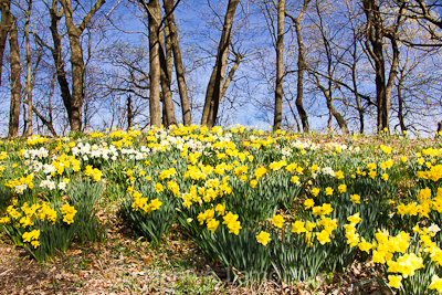 Daffodils